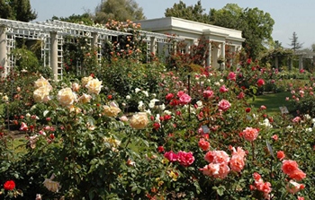The Huntington Library and Gardens Rose Garden